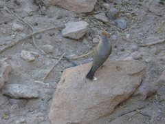 Muscisaxicola rufivertex