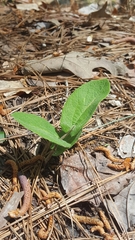 Aristolochia reticulata