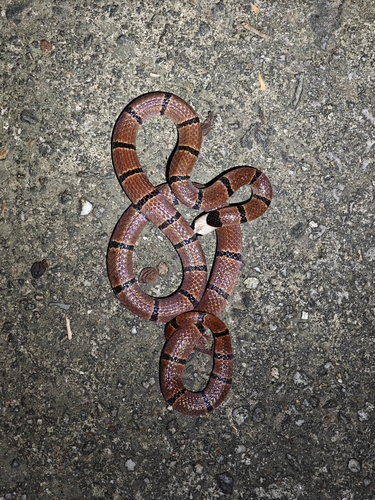 Guangxi Coral Snake