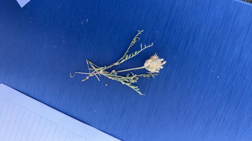 field milkvetch