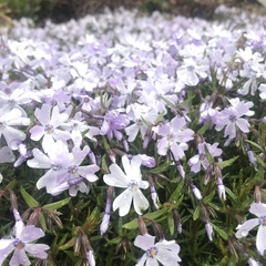 Phlox subulata