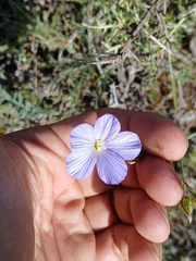 Linum narbonense, photograph (c) Javier Sánchez Álvarez, some rights reserved (CC BY)