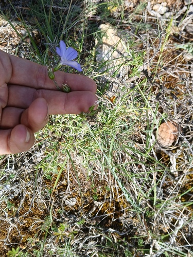 Linum narbonense, photograph 6