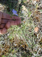 Linum narbonense, photograph (c) Javier Sánchez Álvarez, some rights reserved (CC BY)