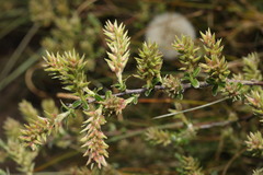 Salix repens