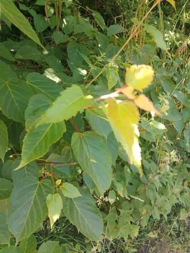 Acer davidii, photograph 2