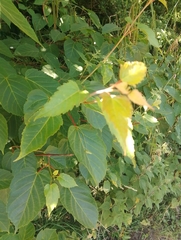 author not stated, no rights reserved Acer davidii, photograph author not stated, no rights reserved