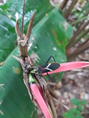 Leptoscelis tricolor
