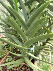 Crassula perfoliata coccinea