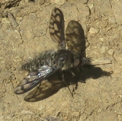 Conophorus fenestratus