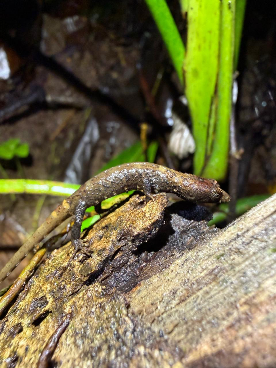 Panama Teiid photo 6