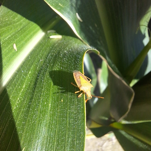 Rice Stink Bug