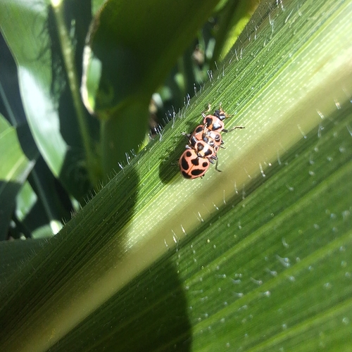 Spotted Pink Lady Beetle