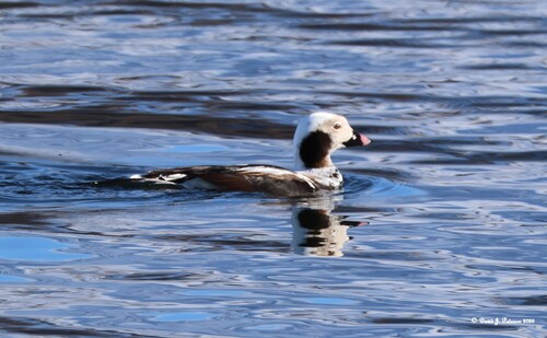 Pato havelda (Clangula hyemalis)