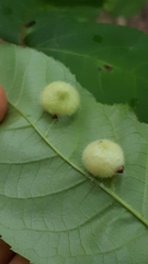 Phylloxera caryaeavellana