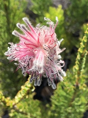 Paranomus longicaulis