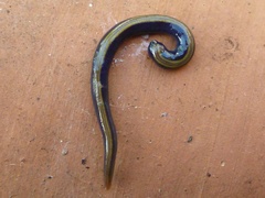 Caenoplana bicolor
