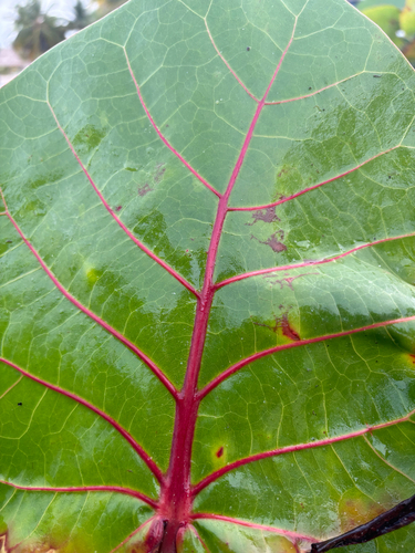 sea grape
