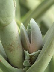 Crassula perfoliata coccinea