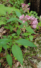 Asclepias quadrifolia