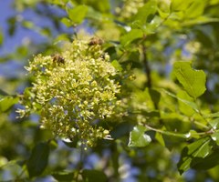 Zanthoxylum hirsutum