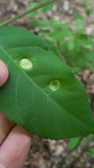 Phylloxera caryaeavellana