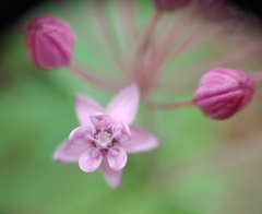 Asclepias quadrifolia