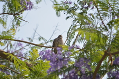 Columbina inca