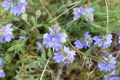 Veronica capsellicarpa