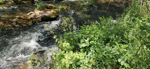 Valeriana pyrenaica, photograph 6
