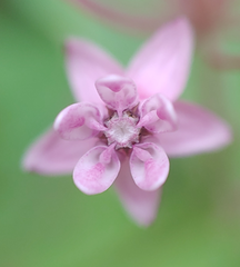 Asclepias quadrifolia