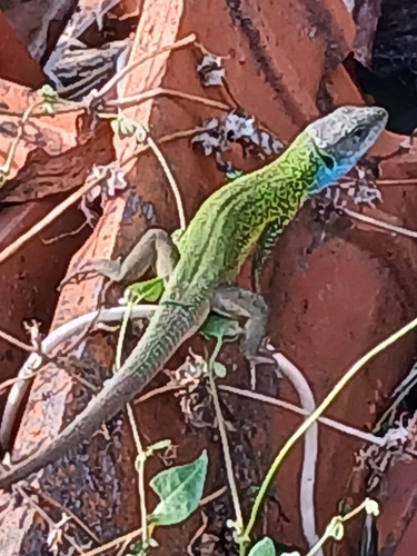 Green Lizard