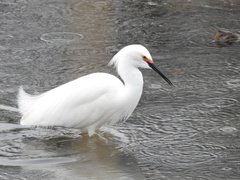 Egretta thula