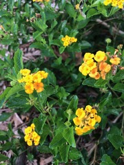 Lantana depressa