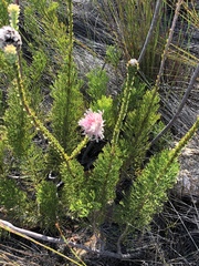 Paranomus longicaulis