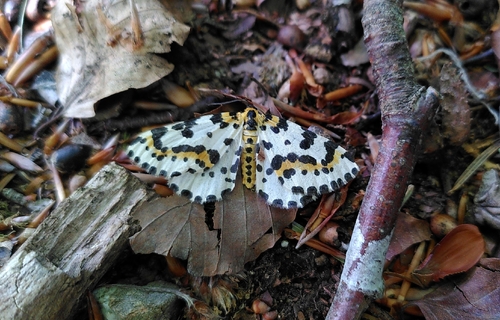 Magpie Moth