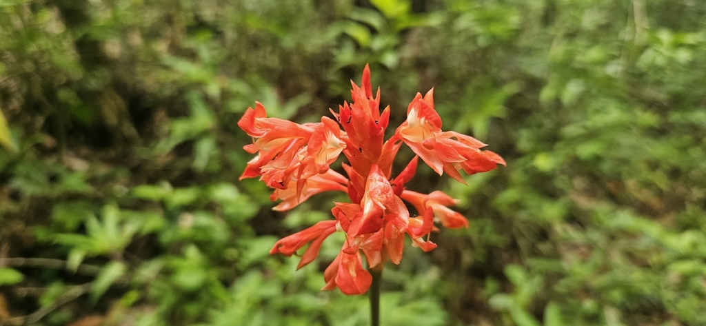 Goeppertia coccinea (Goeppertia coccinea)