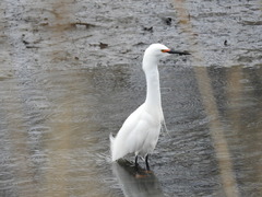 Egretta thula