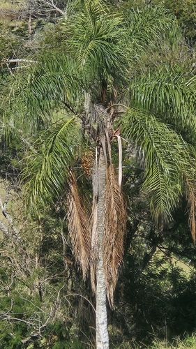 Queen palm
