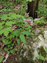 Asclepias quadrifolia