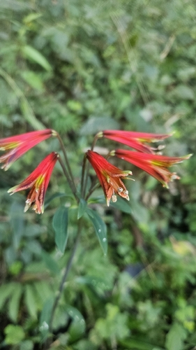 Alstroemeria psittacina