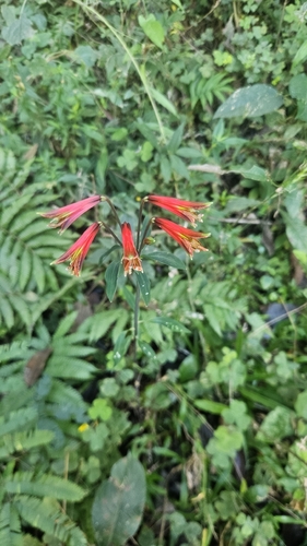 Alstroemeria psittacina