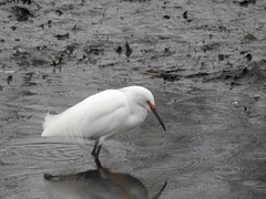 Egretta thula