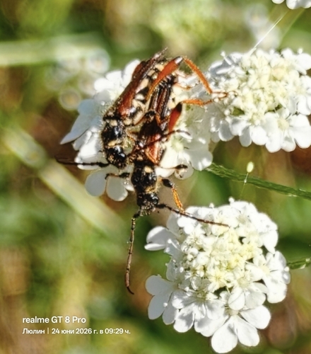 Stenopterus rufus
