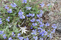 Veronica capsellicarpa