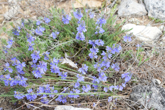 Veronica capsellicarpa