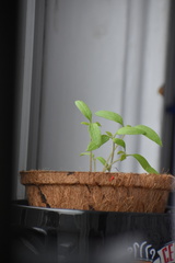 Solanum lycopersicum