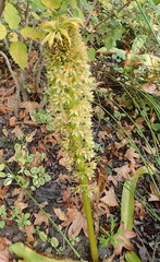 Eucomis comosa