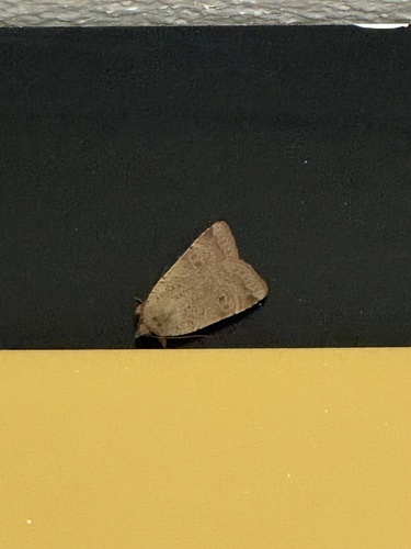 Lesser Yellow Underwing