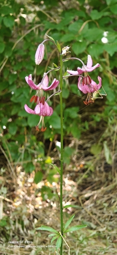 Martagon Lily
